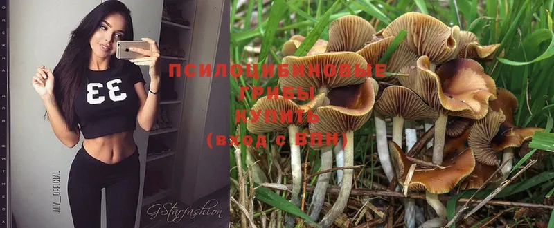 Псилоцибиновые грибы Psilocybe  Киреевск 